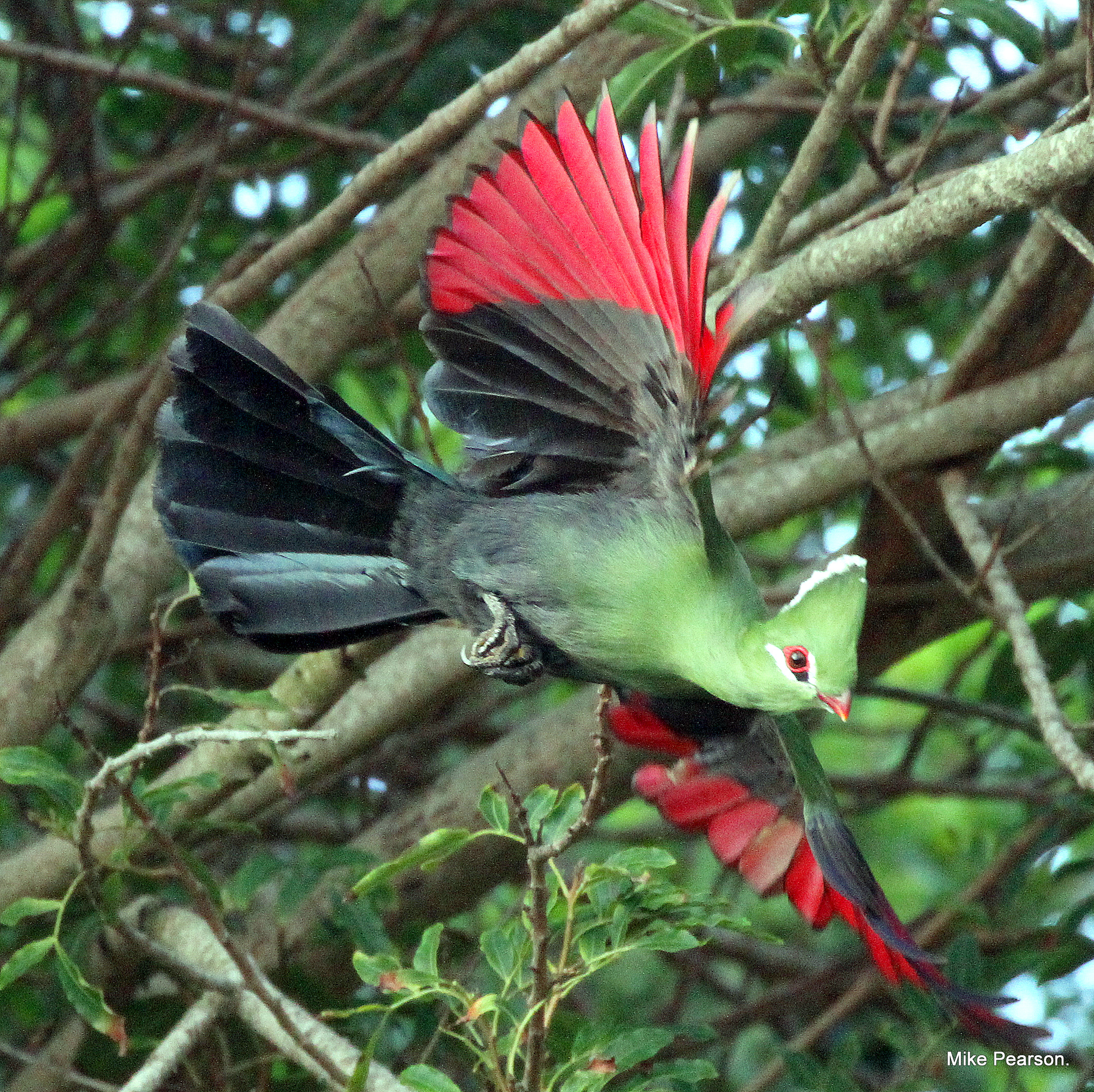 SGR - Knysna Turaco (Mike Pearson)