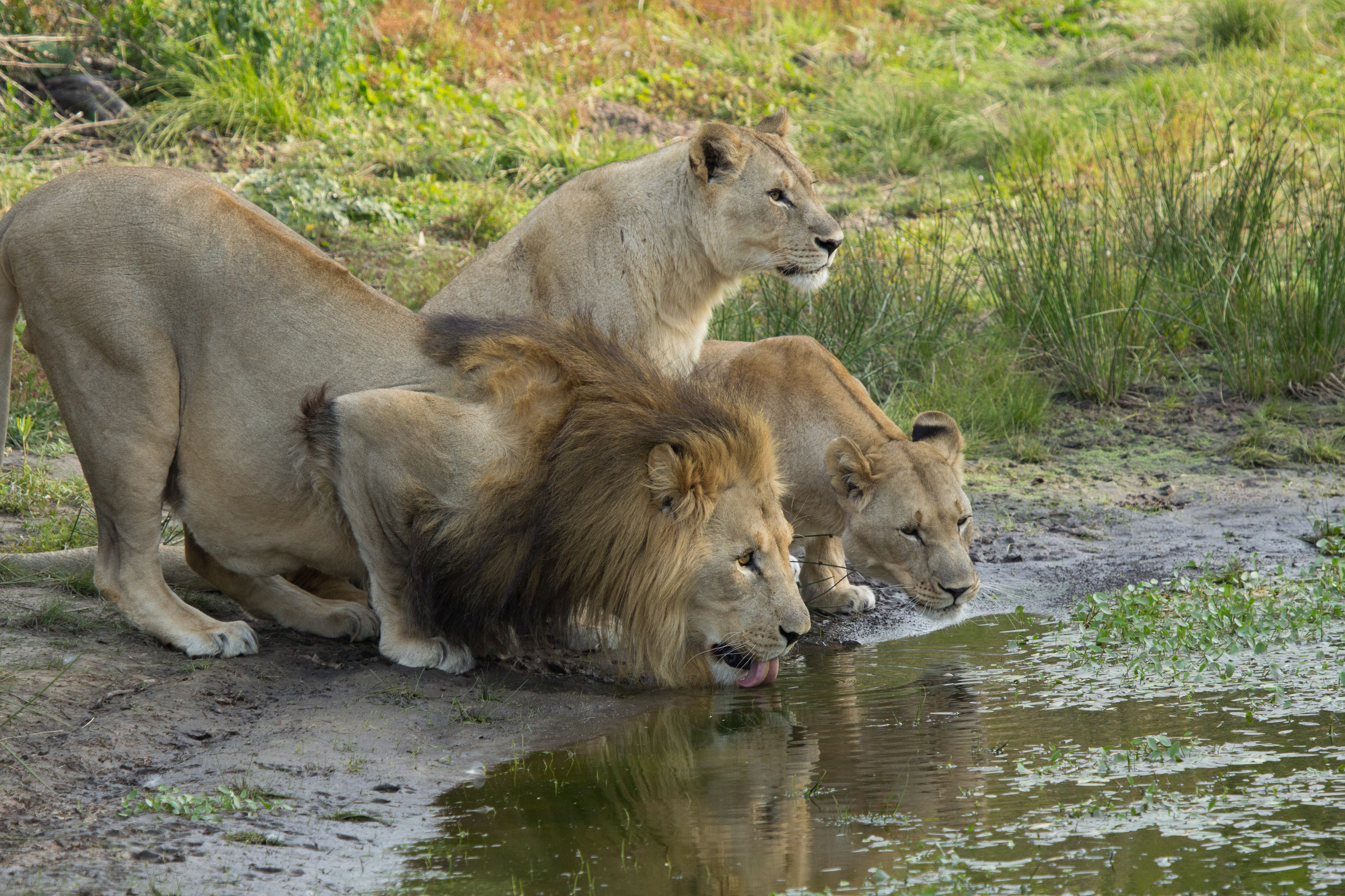 SGR - Lions SGR - Lions